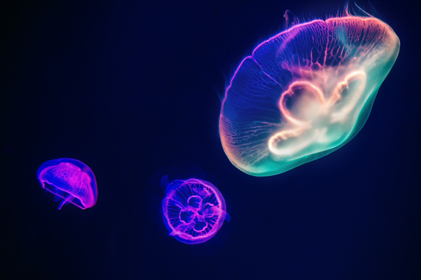 What is the Law of Light?